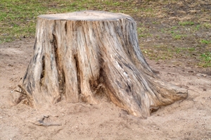 Stump Removal Services in New Jersey