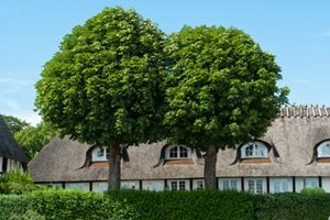 4 Simple & Affordable Landscaping Ideas For Your New Jersey Home