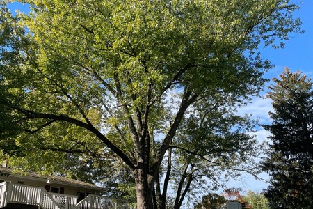 Why Oak and Maple Trees in New Jersey Are Vulnerable to Specific Diseases