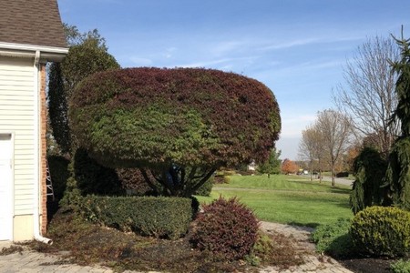 Professional Tree Trimming in Manville, NJ for Healthy, Safe Trees