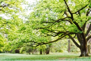 Somerset, NJ