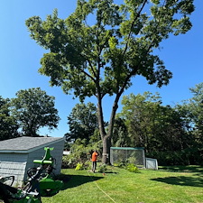 A-Reliable-Large-Black-Walnut-Tree-Removal-in-Somerset-NJ 1
