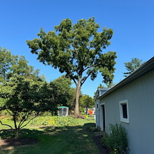 A-Reliable-Large-Black-Walnut-Tree-Removal-in-Somerset-NJ 3