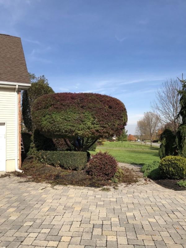 Japanese Maple Trimmed and Pruned in Ringoes NJ