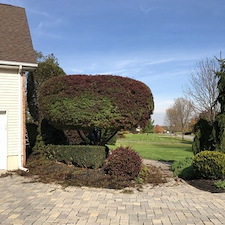 Japanese maple trimmed pruned ringoes nj
