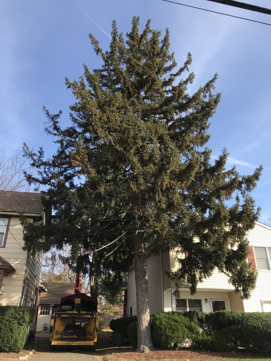 Large Spruce Tree Removed With Stump Removal in Somerville NJ