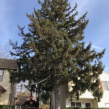 Spruce tree and stump removal somerville nj