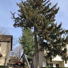 Spruce tree and stump removal somerville nj