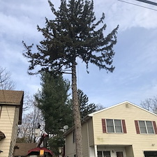 Spruce tree and stump removal somerville nj