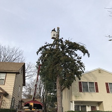 Spruce tree and stump removal somerville nj