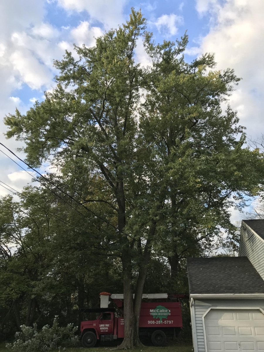 Maple Tree and Stump Removed in Finderne, NJ