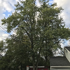 Maple tree stump removal finderne nj