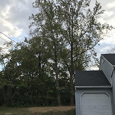 Maple tree stump removal finderne nj