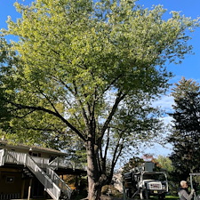 Silver maple tree removal hillsborough nj before