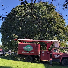 Tree pruning shaping hillsborough nj