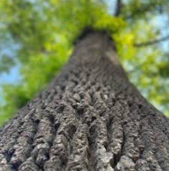 Deep Root Fertilization
