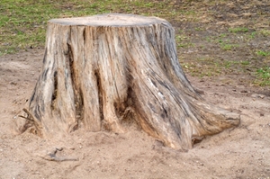 Stump Removal
