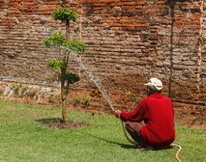 Tree Care for Disease & Infestation