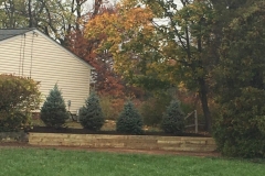 Retaining Wall and Blue Spruce Trees in Hillsborough NJ