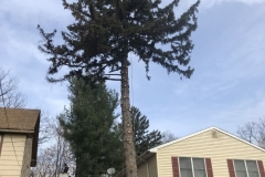 spruce-tree-and-stump-removal-somerville-nj-003