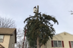 spruce-tree-and-stump-removal-somerville-nj-004