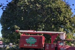 Tree Pruning and Shaping in Hillsborough, NJ