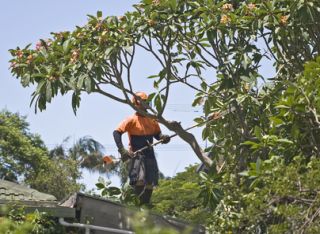 Tree Trimming Martinsville, NJ