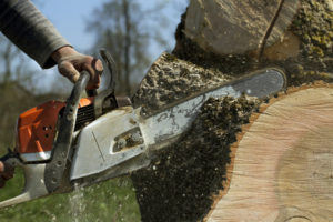 tree trimming in bedminster township