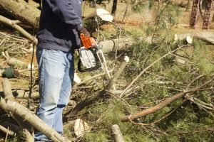 tree trimming in flemington