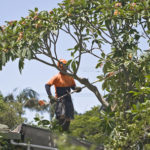 tree trimming in middlesex
