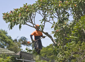 tree trimming in middlesex