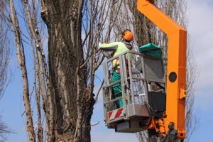 tree trimming in raritan