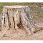 New Jersey Stump Removal