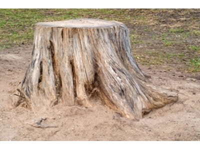 New Jersey Stump Removal