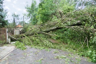 Storms cause tree damage