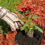 Enhance Your Landscape's Health: The Benefits of Mulching for Landscaping in Manville