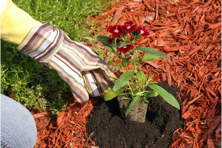 Enhance Your Landscape's Health: The Benefits of Mulching for Landscaping in Manville