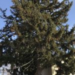 Tips For Choosing Professional Tree Services In New Jersey